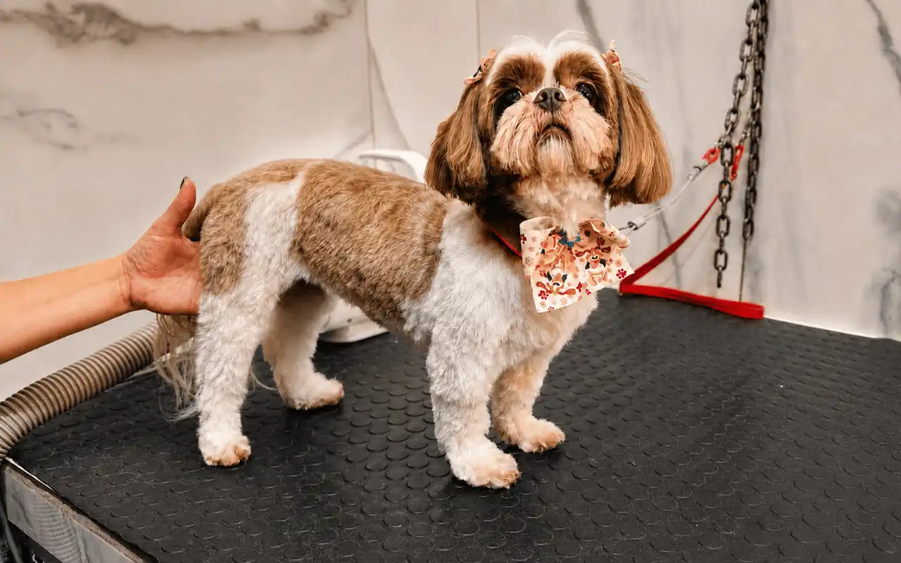 Tosa na máquina em Shih-Tzu na Ilpet Grooming no Ipiranga