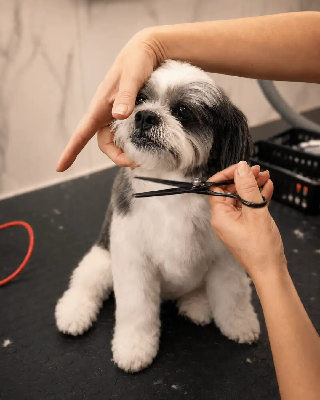 Preparação da pelagem de Shih-Tzu antes da tosa na Ilpet Grooming no Ipiranga