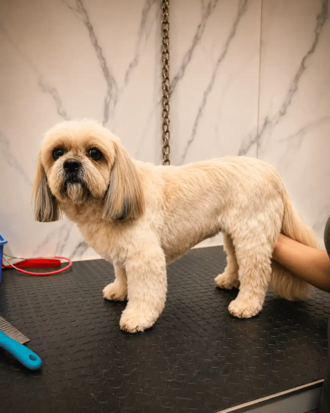 Shih-tzu com tosa na tesoura especializada na Ilpet Grooming no Ipiranga