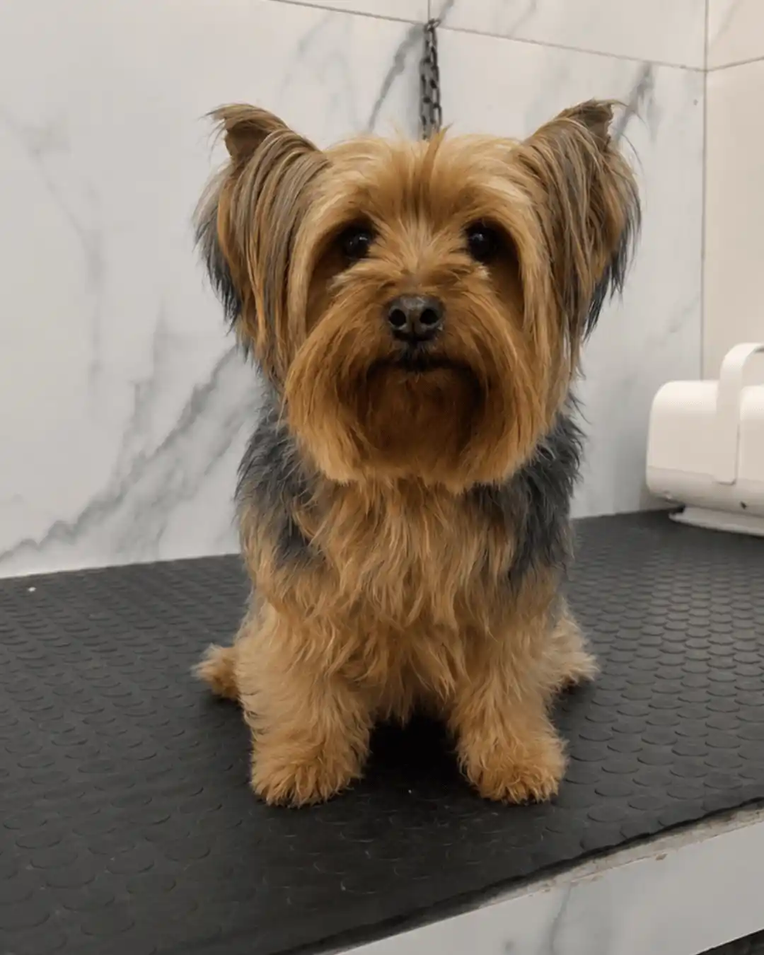 Yorkshire Terrier antes da tosa especializada na Ilpet