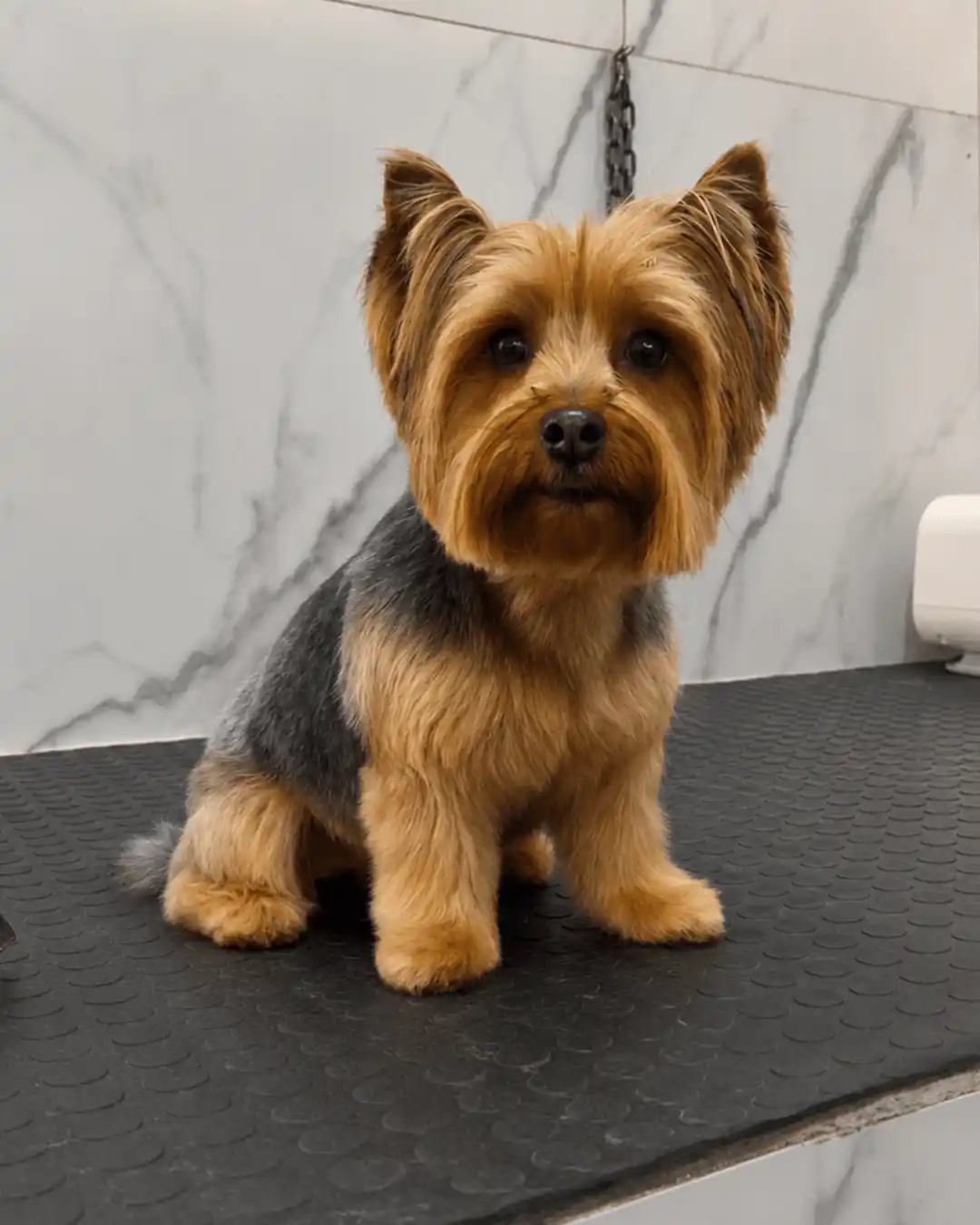Yorkshire Terrier depois da tosa especializada na Ilpet