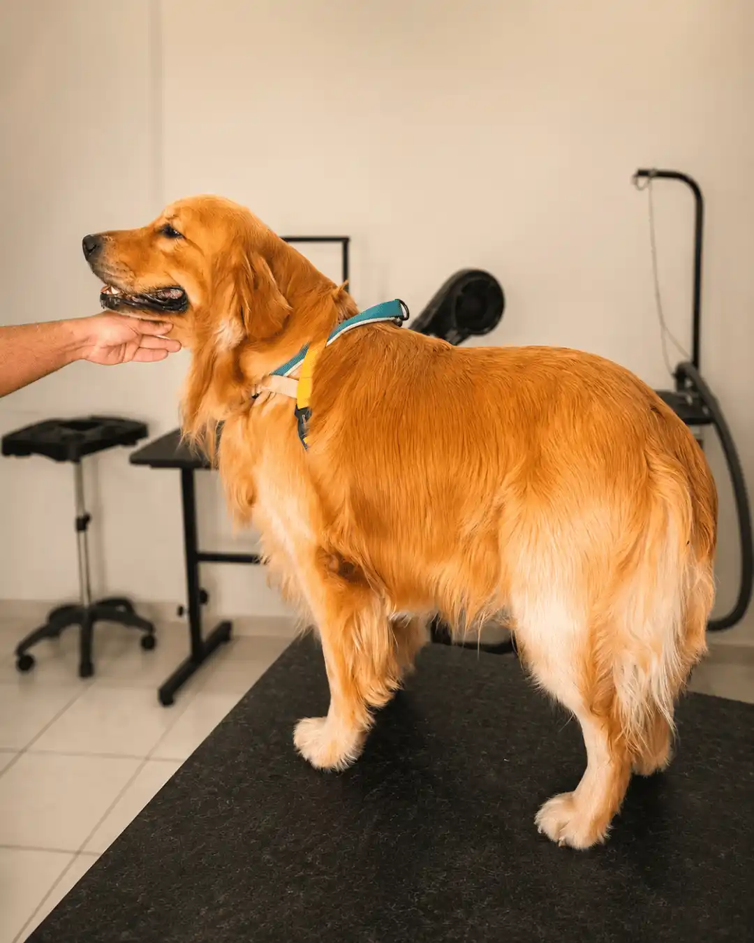 Golden Retriever antes do trimming especializado