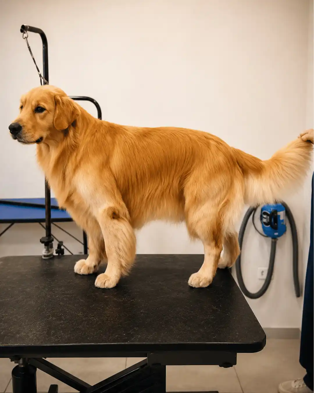 Golden Retriever depois do trimming especializado na Ilpet