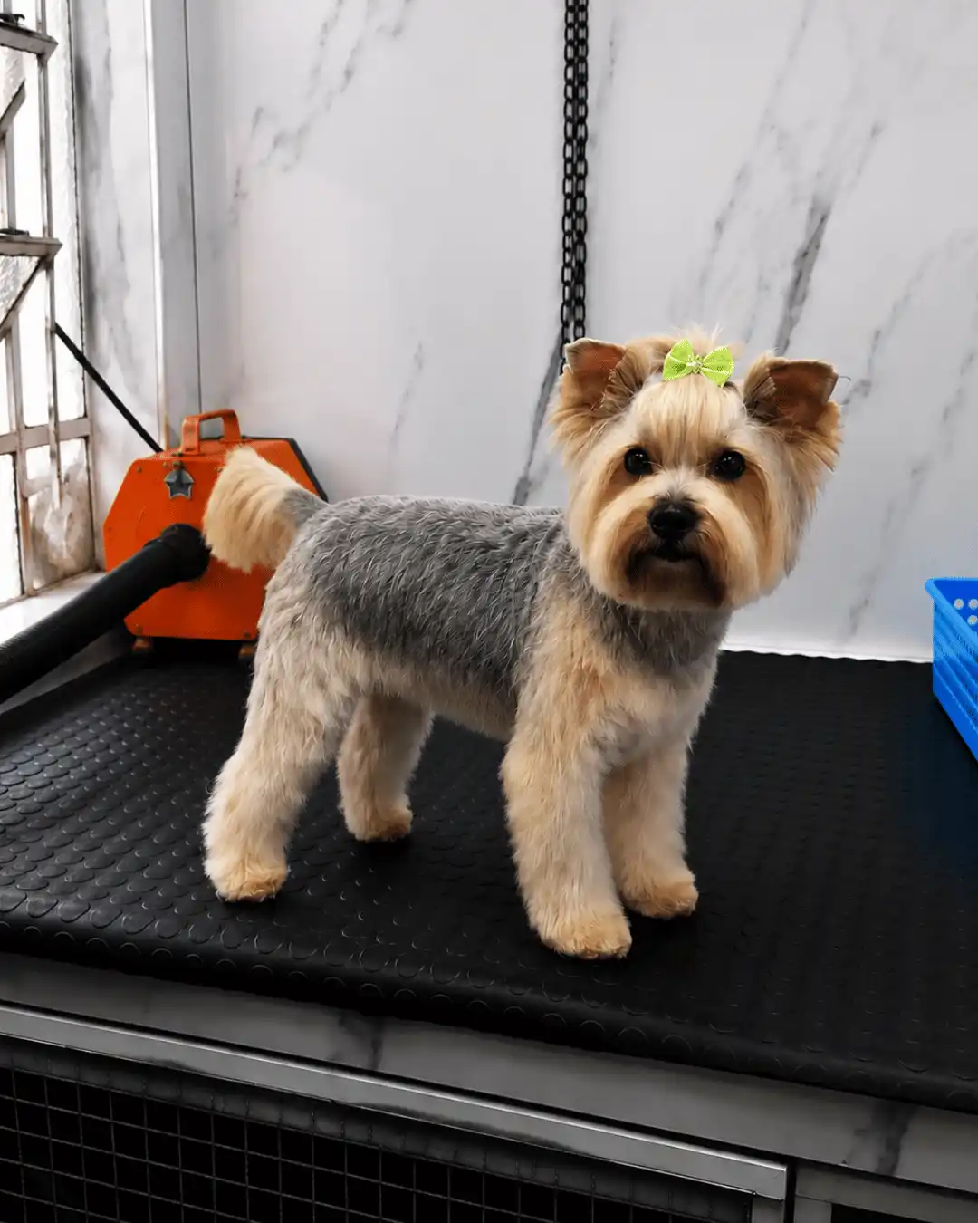 Yorkshire Terrier em avaliação técnica de pelagem na Ilpet