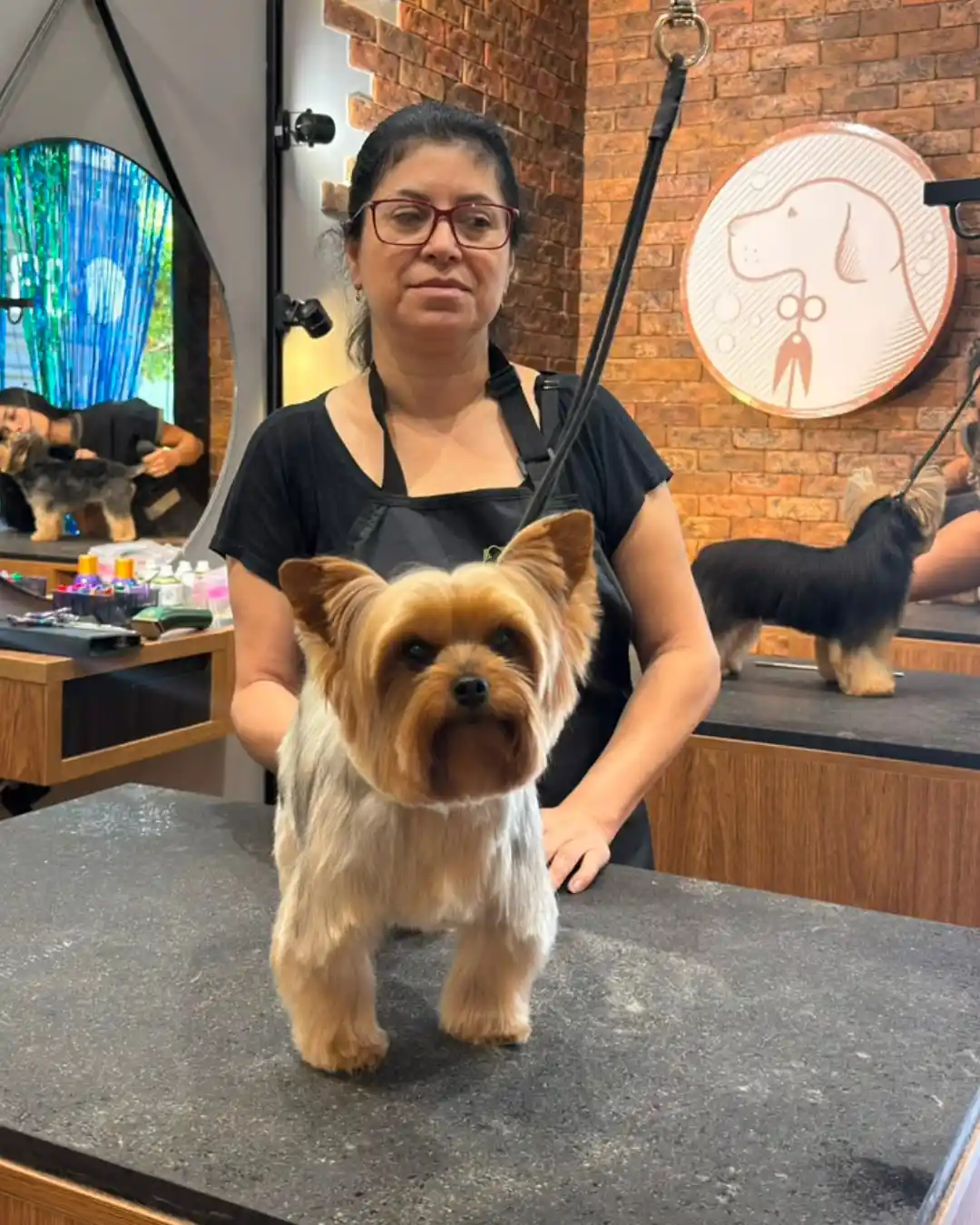 Tosa especializada para Lhasa Apso na Ilpet no Ipiranga em São Paulo