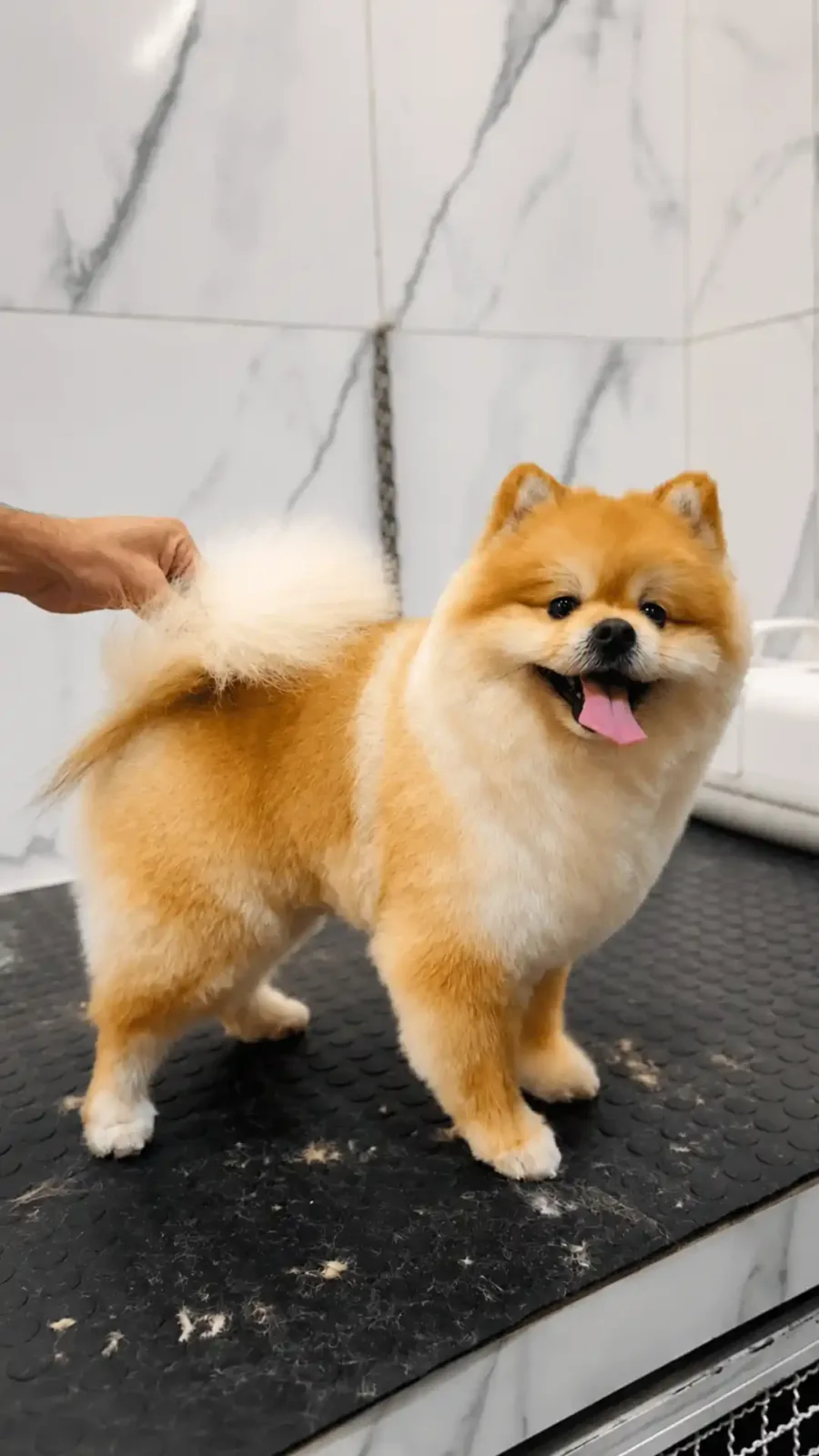 Moti — na ILPET Grooming, Ipiranga