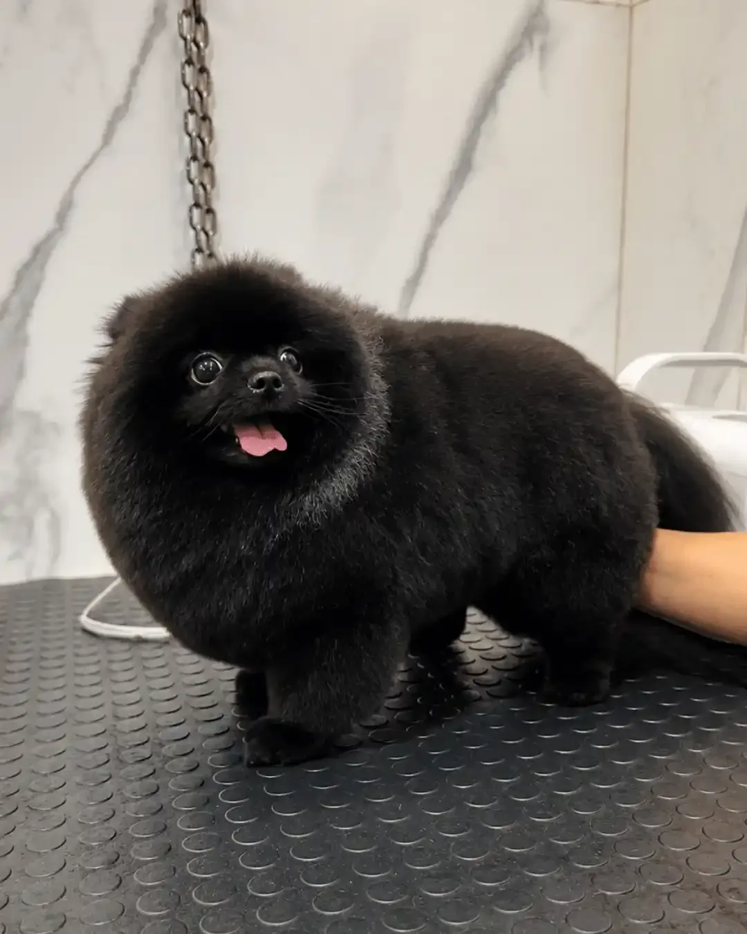 Moti — na ILPET Grooming, Ipiranga