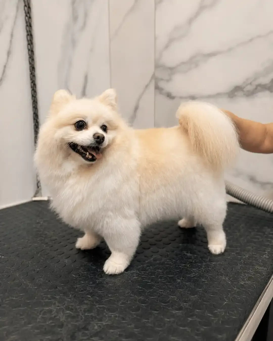 Moti — na ILPET Grooming, Ipiranga