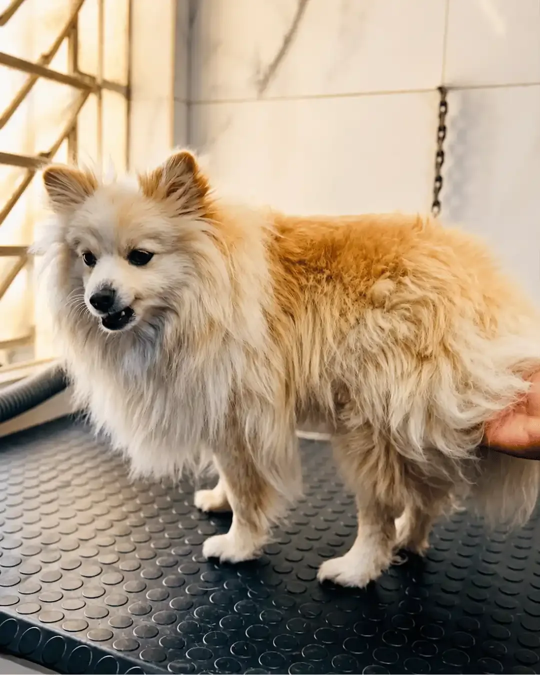 Antes — Spitz Alemão Tosa na Tesoura