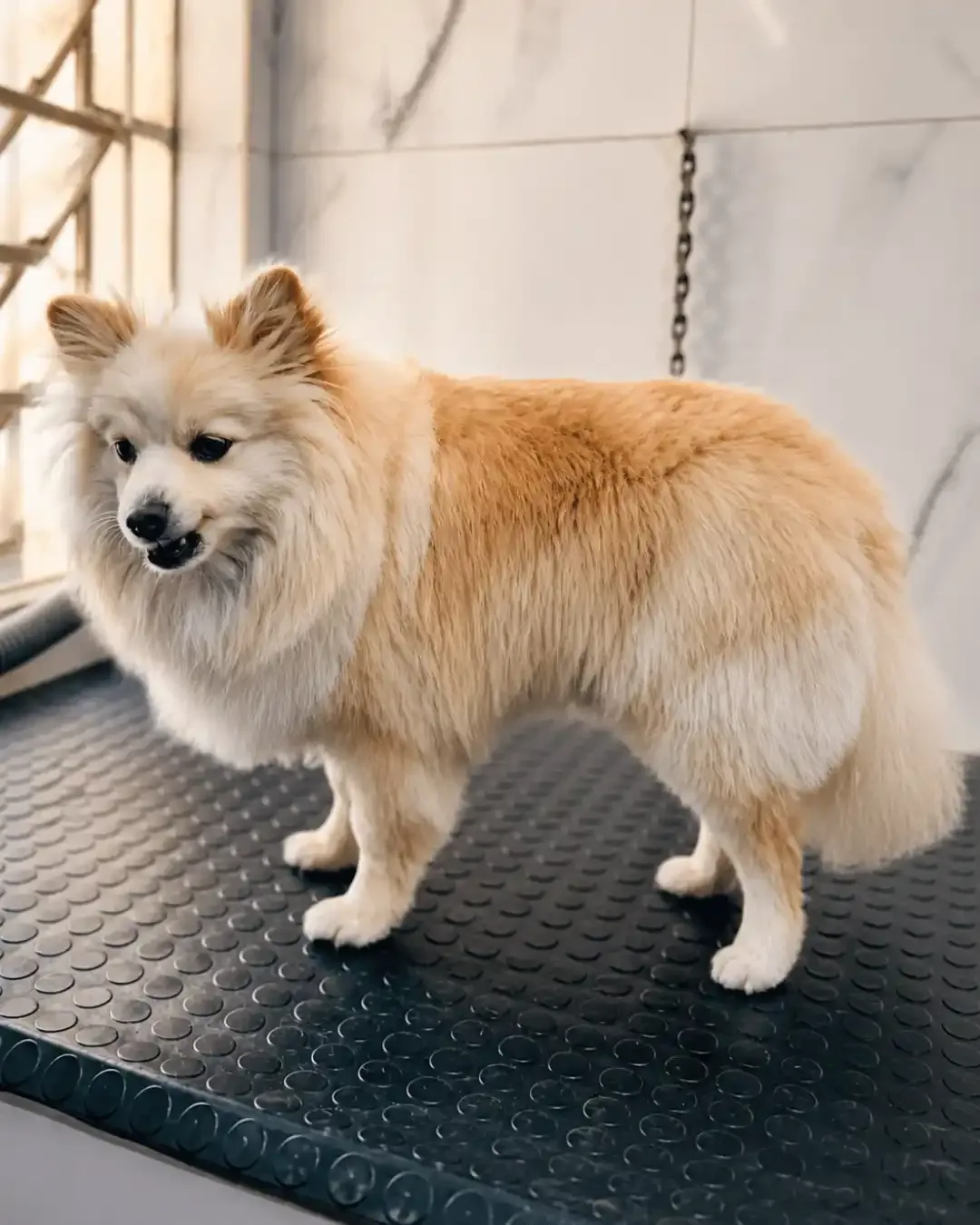 Moti — na ILPET Grooming, Ipiranga