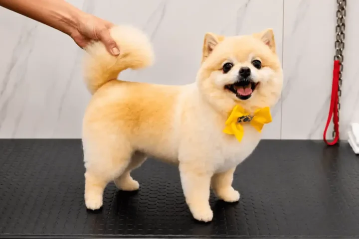 spitz-1600x900